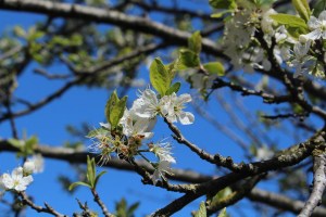 prunus domestica (2) (1200 x 800).jpg